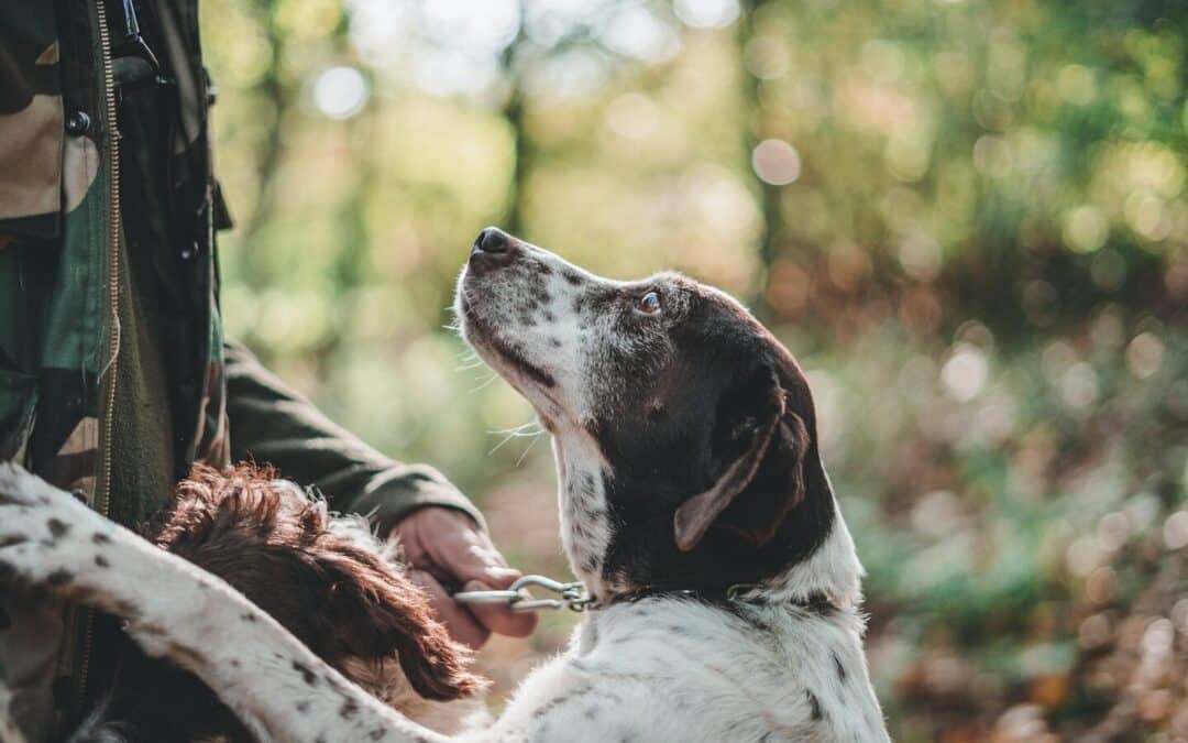 How Do Dogs Show Affection? Heartwarming Ways to Understand