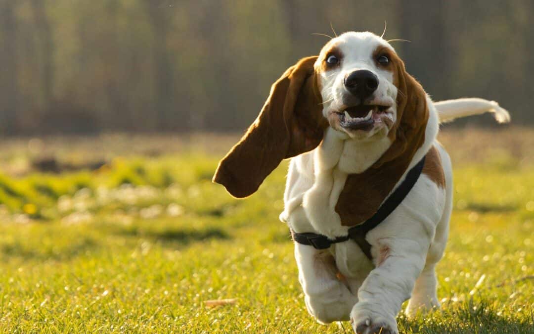 Why Do Dogs Get the Zoomies? The Joyful Mystery Unveiled