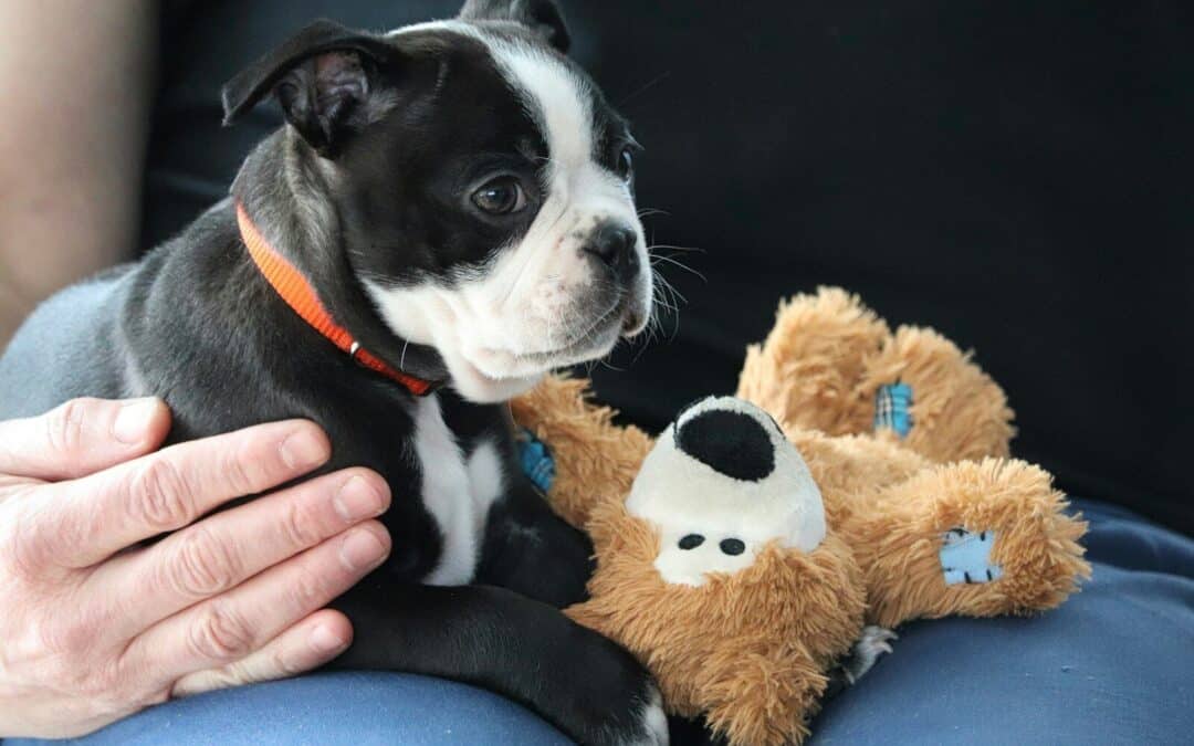 Small Dog Breeds Perfect for Families and Apartment Life