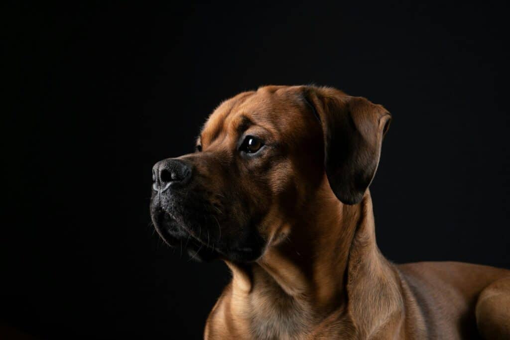 Brown dog looking to the side against black background