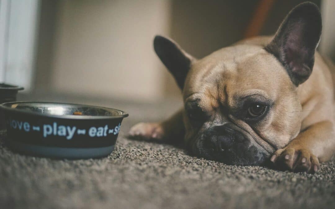 How Much Should I Feed My Dog? A Comprehensive Guide for Pet Owners