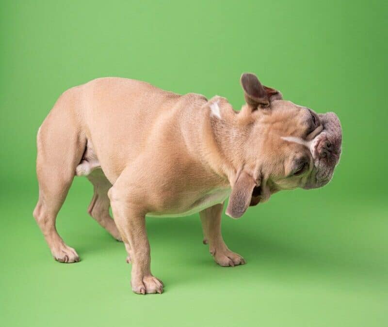 The Hidden World of Ear Mites in Dogs and How to Combat Them