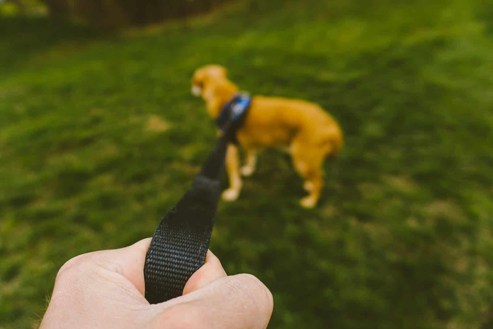 person holding black and brown dog