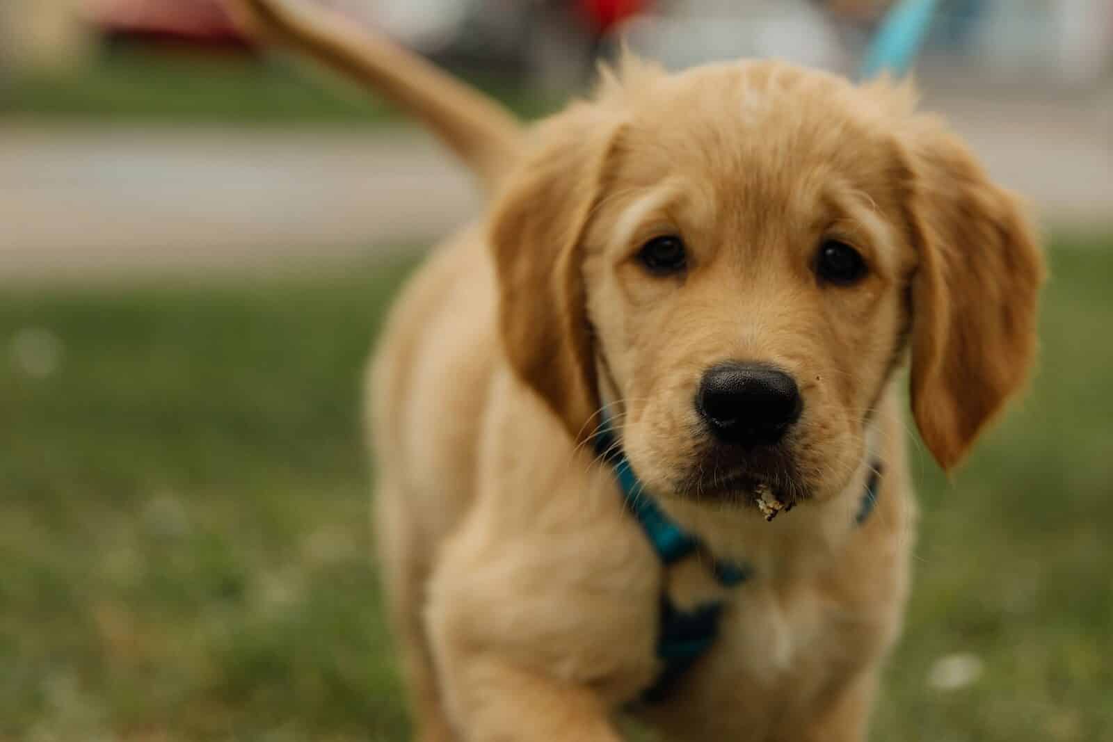 A cute golden retriever puppy walking on grass