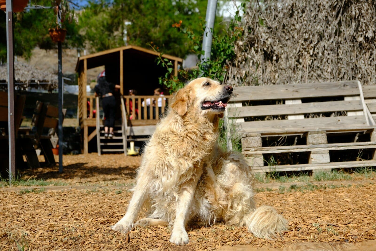 Golden retriever dog sitting outdoors near wooden structure
