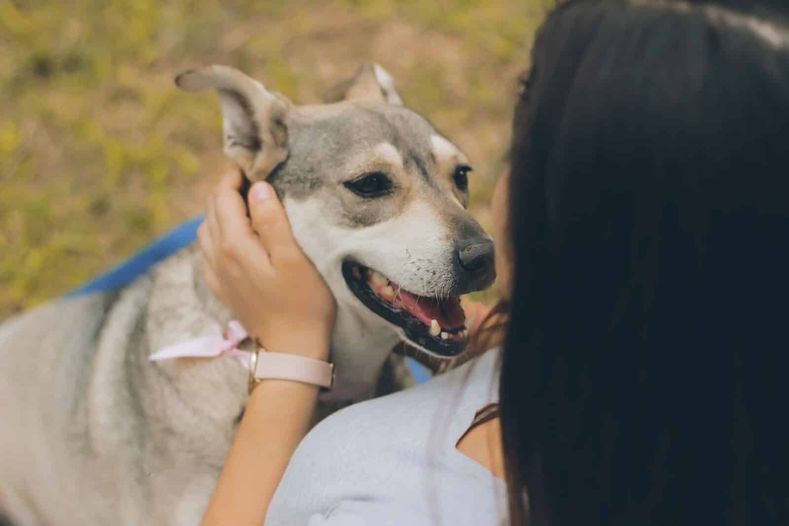 woman holding gray and white dog outdoor during daytime