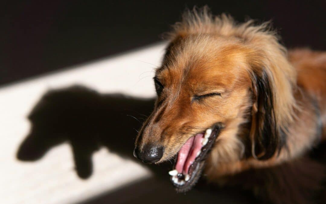 Why Is My Dog Coughing? Causes, Symptoms, and When to See a Vet