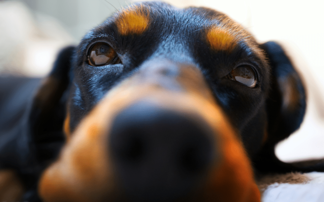 Dog Acupuncture Explained: How Onsite Veterinary Care at Canine Cardio in Arlington, Virginia Supports Healing and Mobility