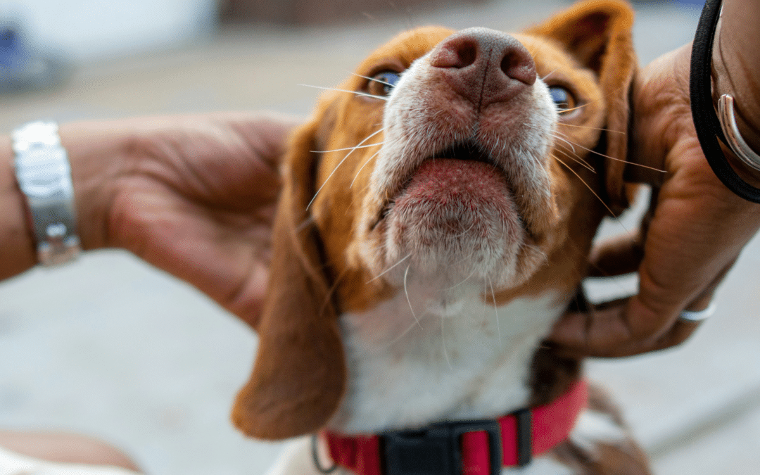 Dog Ear Infection Treatment in Arlington, Virginia: Signs, Causes, and Onsite Veterinary Support