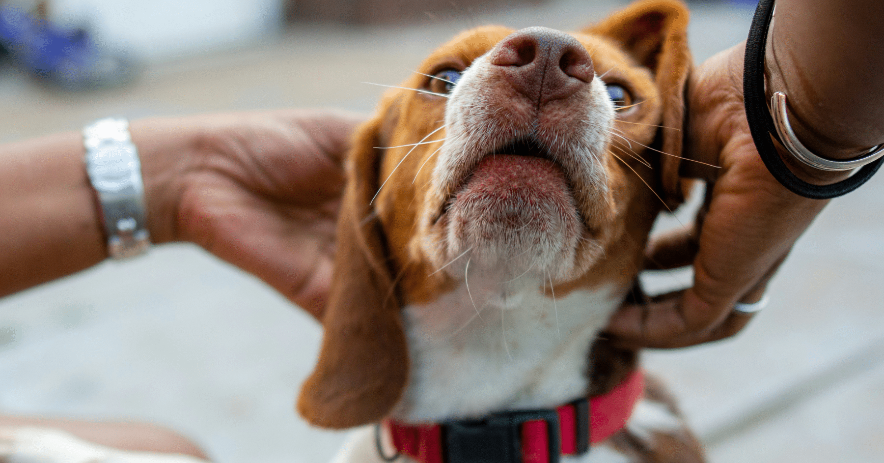 Dog Ear Infection Treatment in Arlington, Virginia: Signs, Causes, and Onsite Veterinary Support