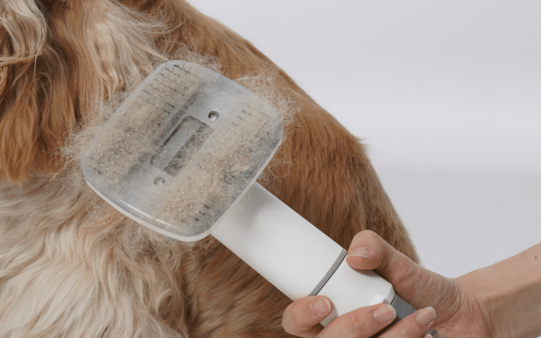 Dog Grooming Tools Explained: What Works at Home vs. Professional Grooming in Arlington, Virginia at Canine Cardio