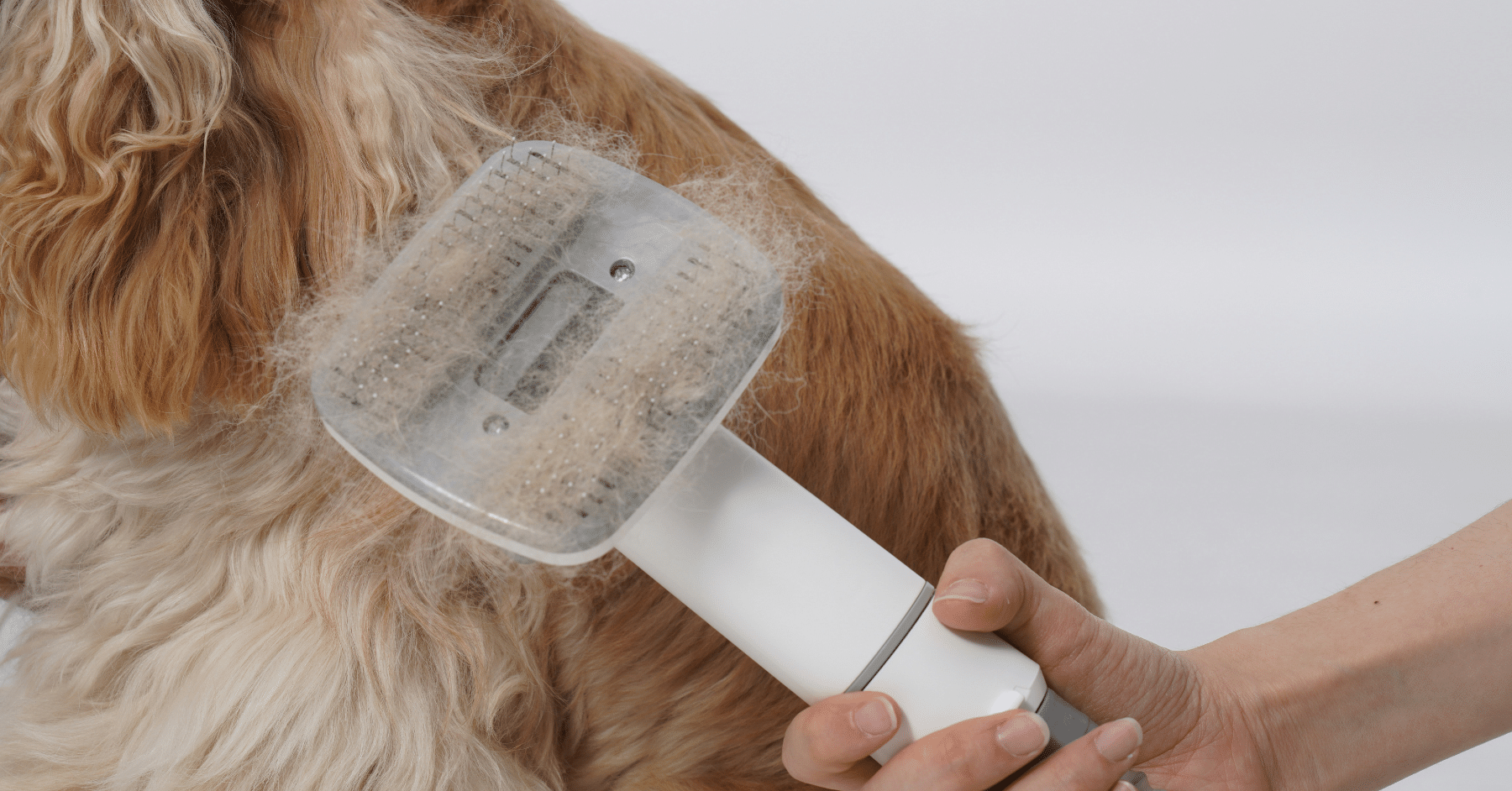 dog grooming tools