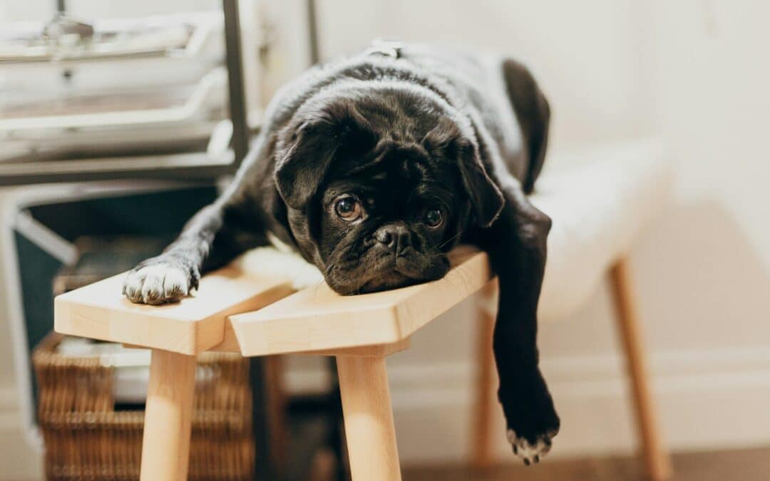 The Ultimate Guide to Lazy Dog Breeds for Laid-Back Pet Owners