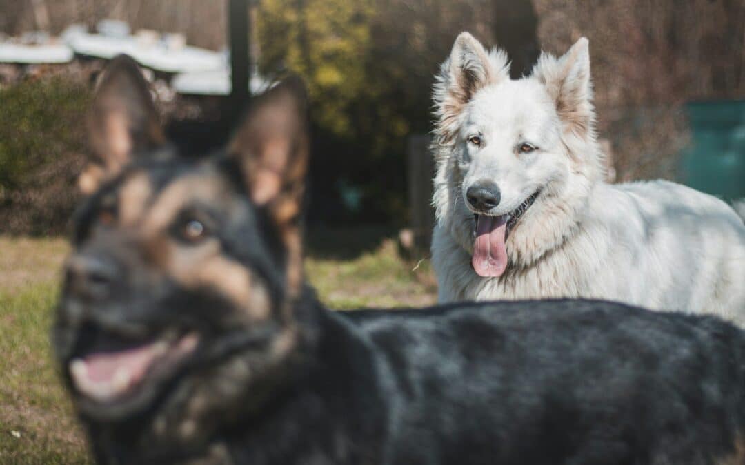 From Woofs to Wags | Expert Tips on How to Introduce Dogs Successfully
