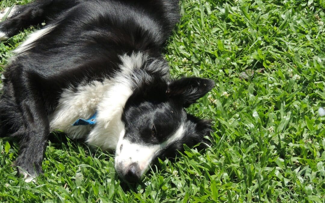 Why Is My Dog Eating Grass? What You Need to Know