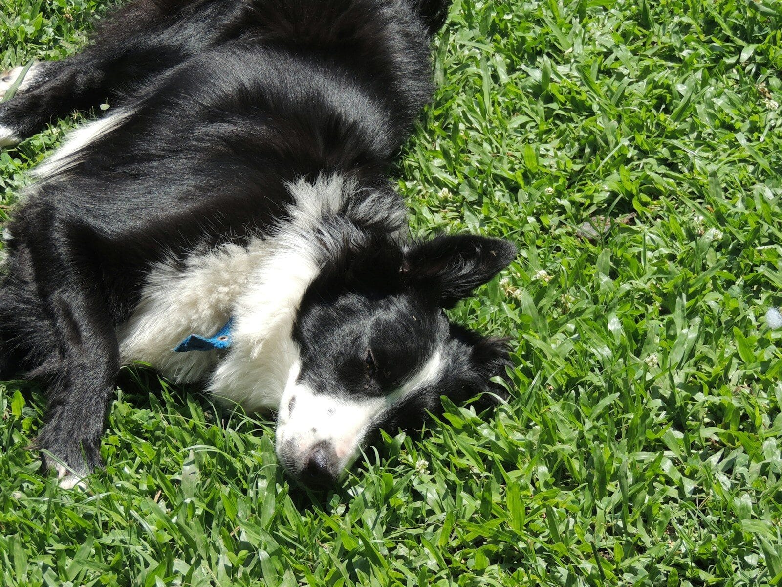 a black and white dog laying in the grass