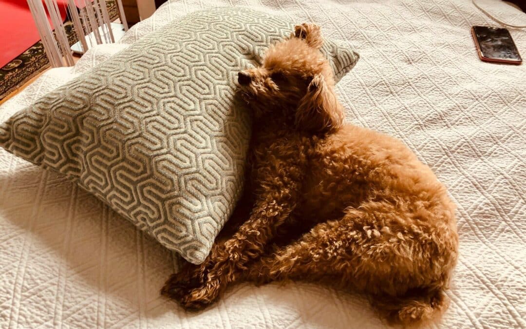 Find the Perfect Dog Bed for Your Pup