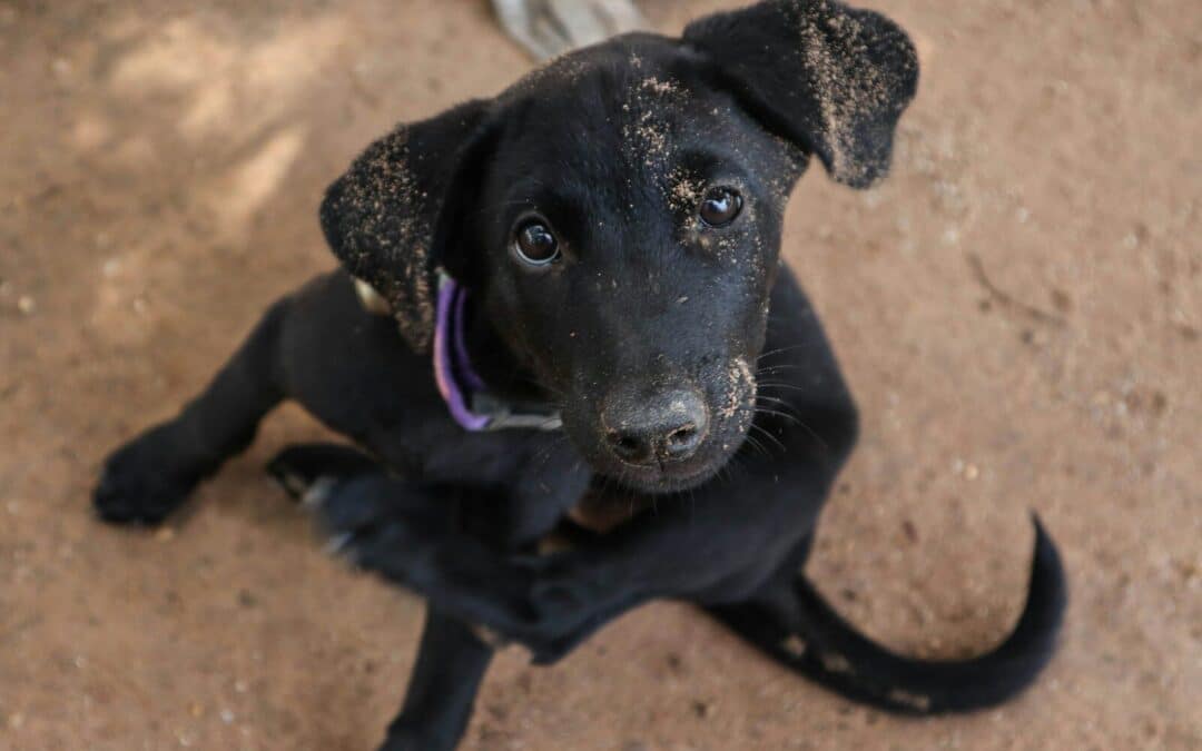 Fleas on Dogs: Everything You Need to Know to Protect Your Pet