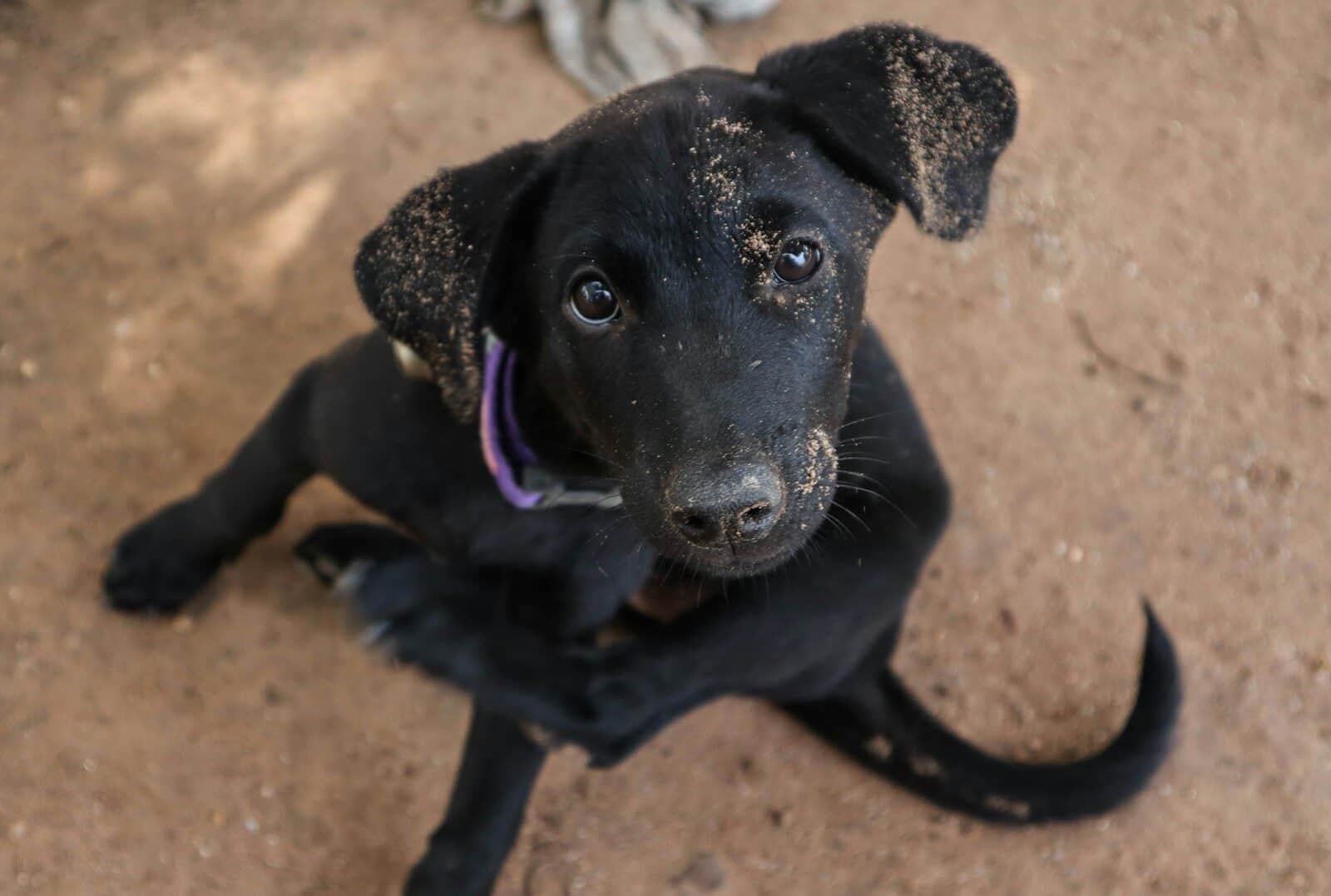 a black dog sitting on top of a dirt field