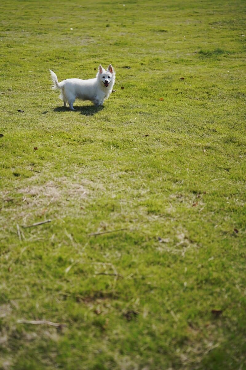 A small white dog standing on top of a lush green field