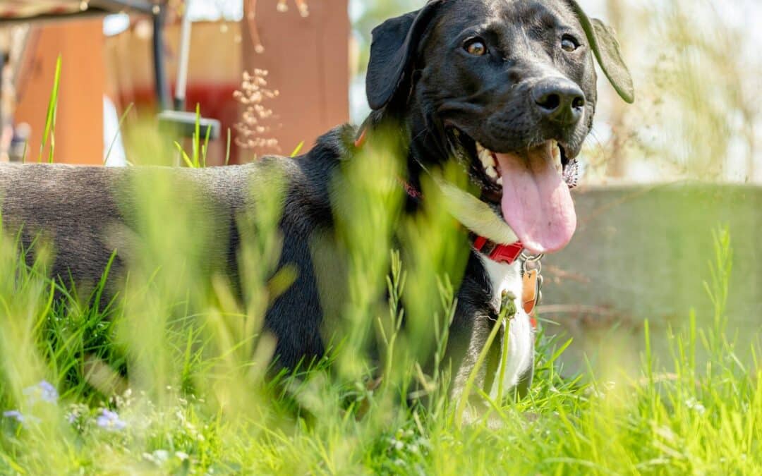 How To Cool Down A Dog: Chill Out Dog; We Have Some Effective Methods