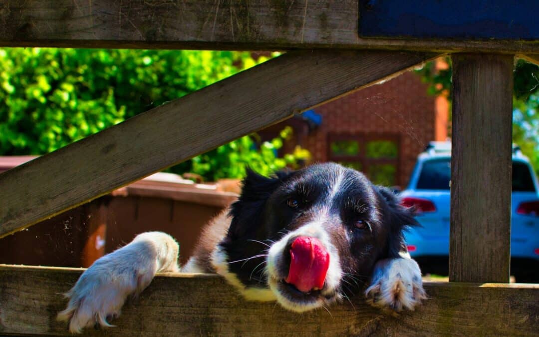 Why Does My Dog Lick Me? Understanding Canine Affection and Behavior