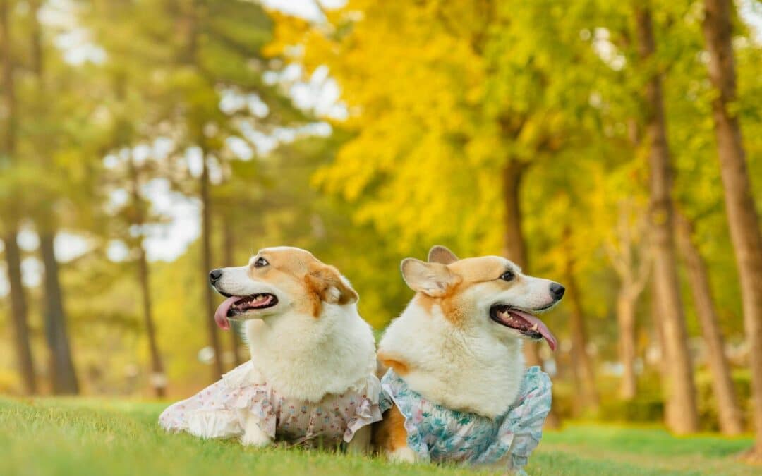 Fun Engaging Dog Activities in Washington DC: A Guide for Pet Owners