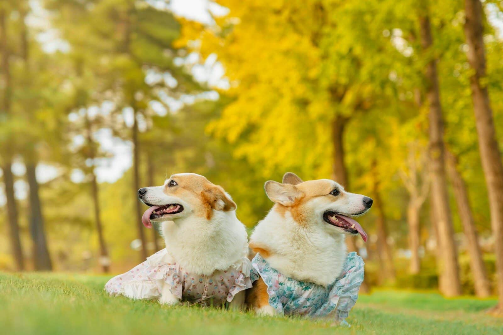 Two corgis resting on grass in a park.