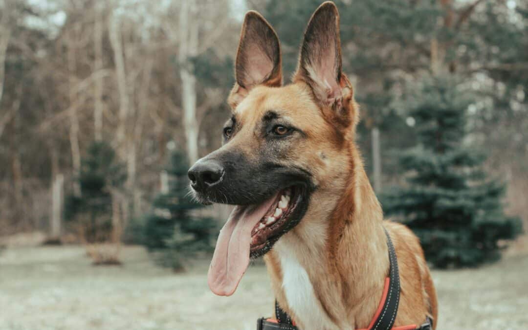Cleaning Dogs Ears Is Just As Important As Cleaning Yours!
