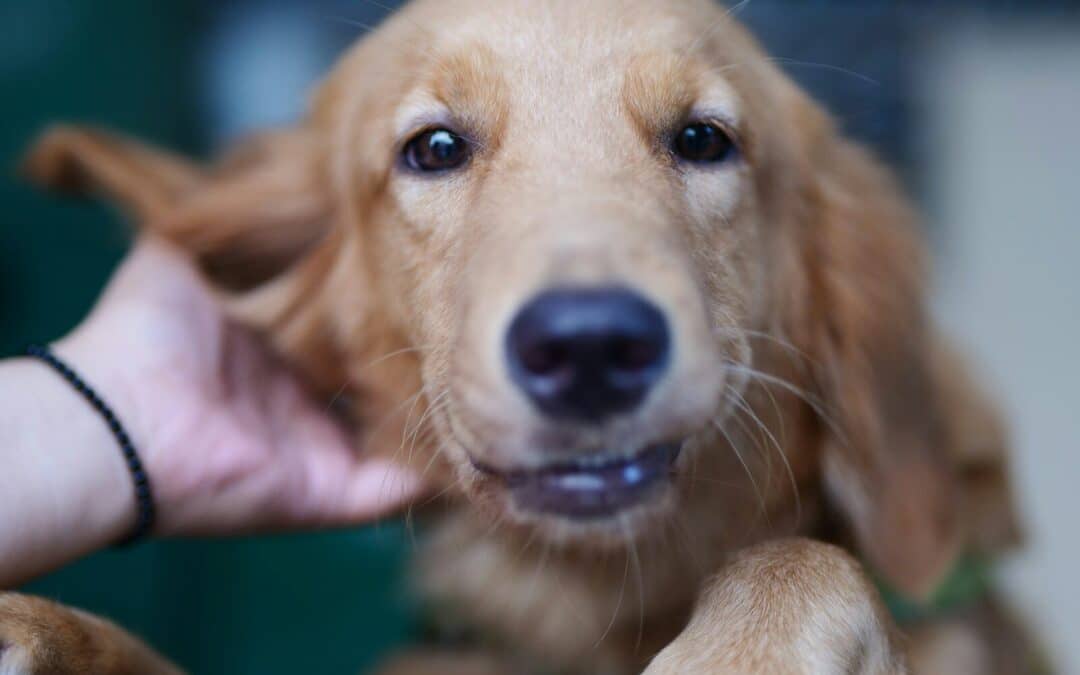 Fleas on Dogs 101: What You Need to Know To Keep Your Furbaby Happy