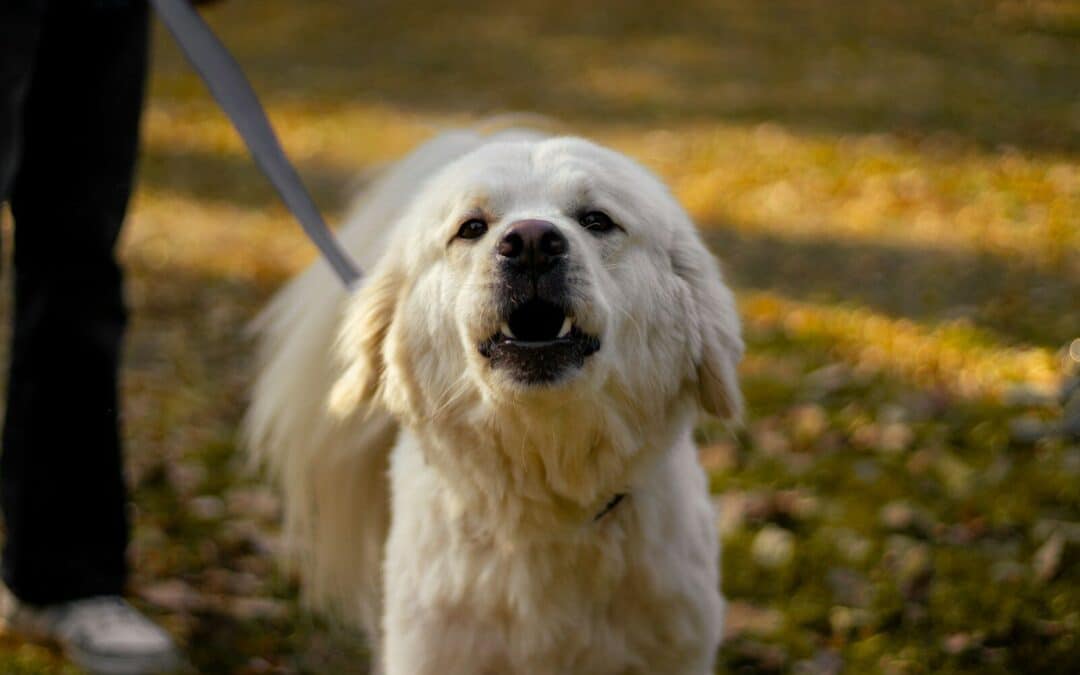 How to Stop Dog from Barking (Without Losing Your Mind)