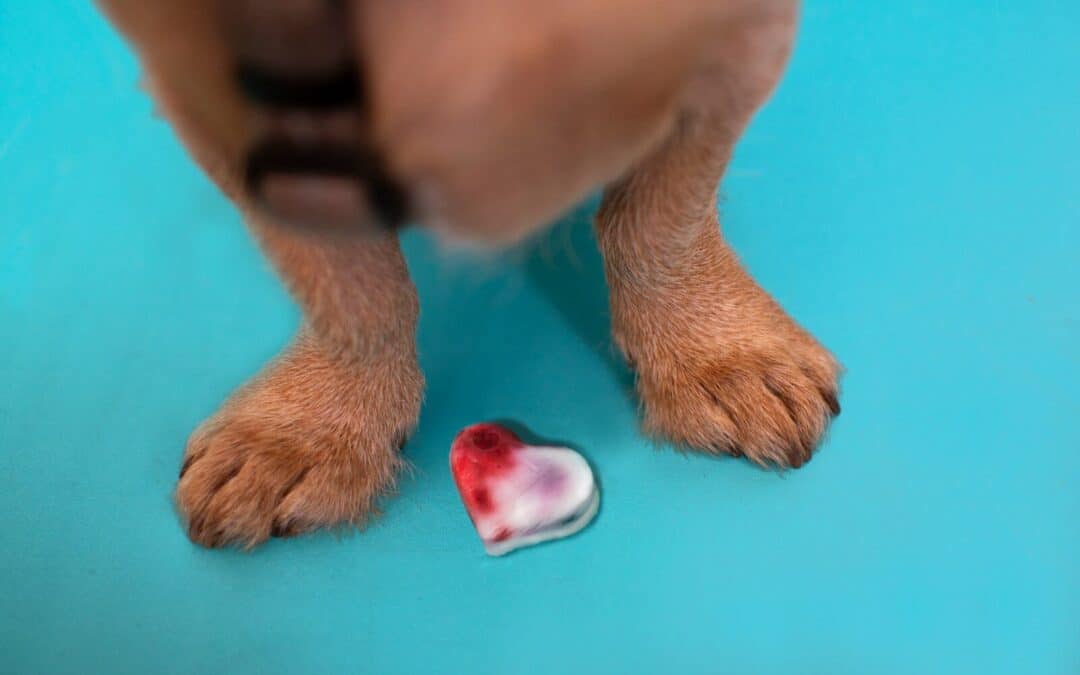 Best Dog Training Treats to Unleash Your Pup’s Potential