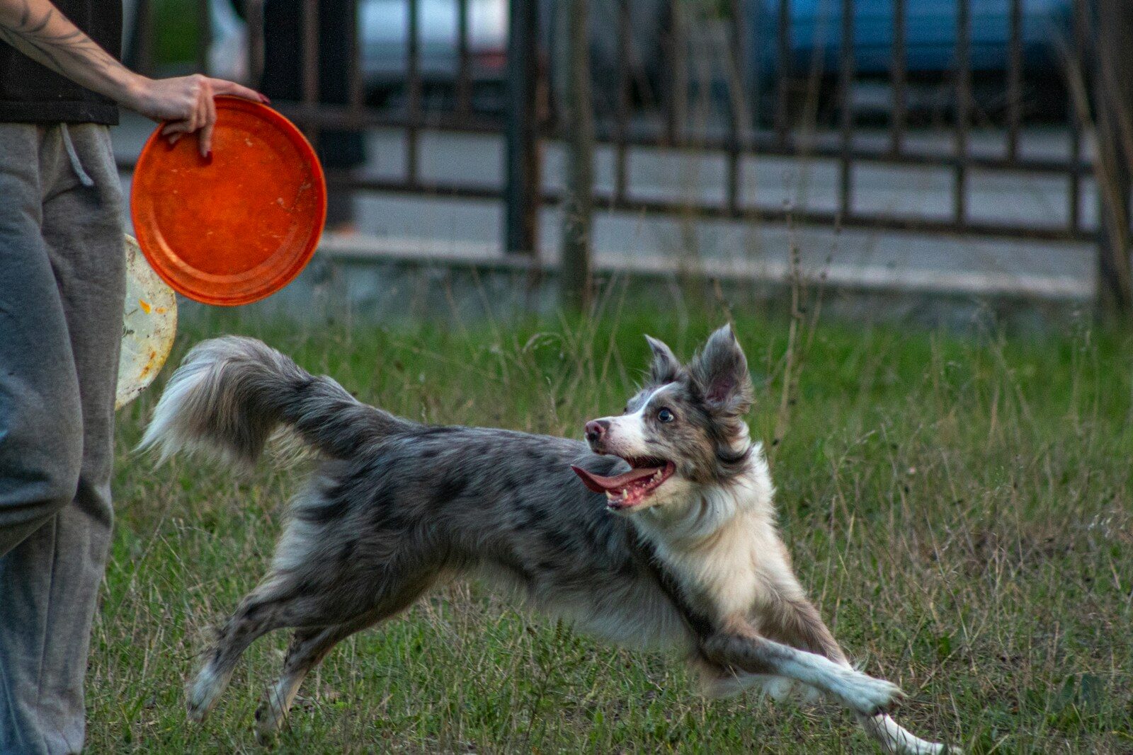 A dog runs towards a frisbee held by a person.