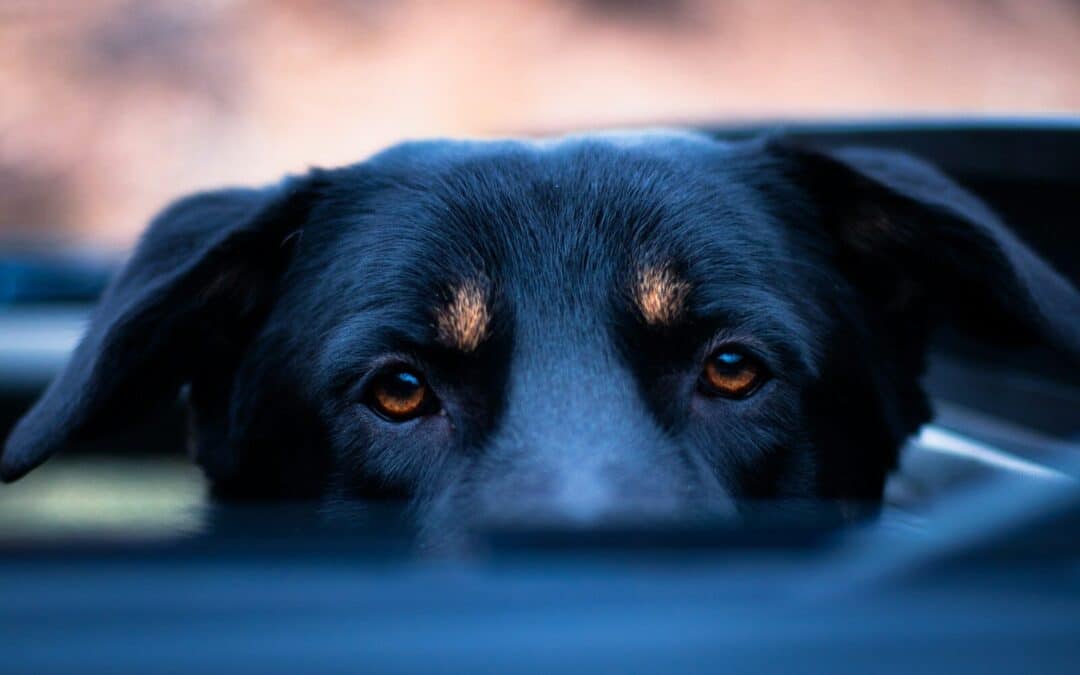 Capturing Magical Moments with Pet Photography