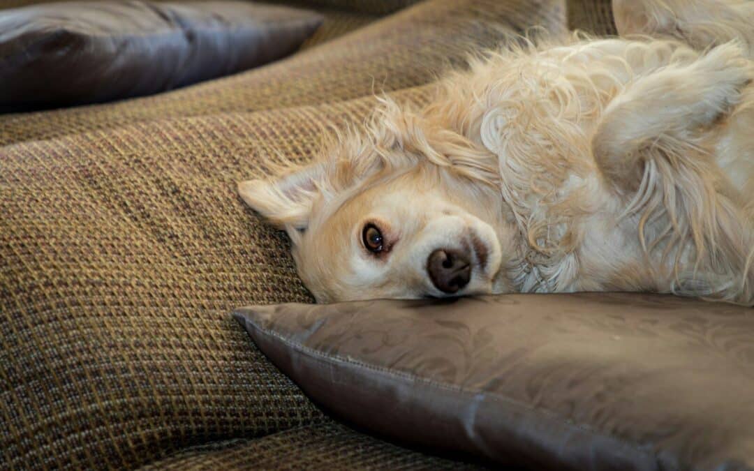 From Chaos to Calm | Expert Tips on How to Calm a Dog Down