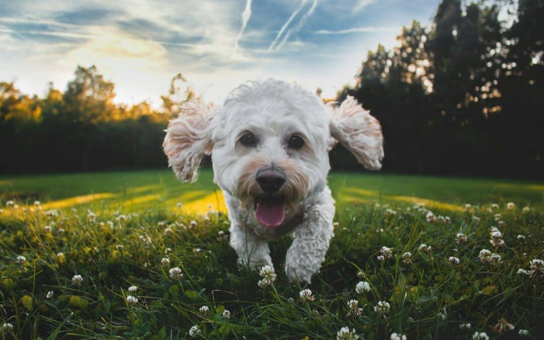 Why a Fitness Daycare Outshines a Dog Exercise Pen for Your Pup’s Well-being and Happiness