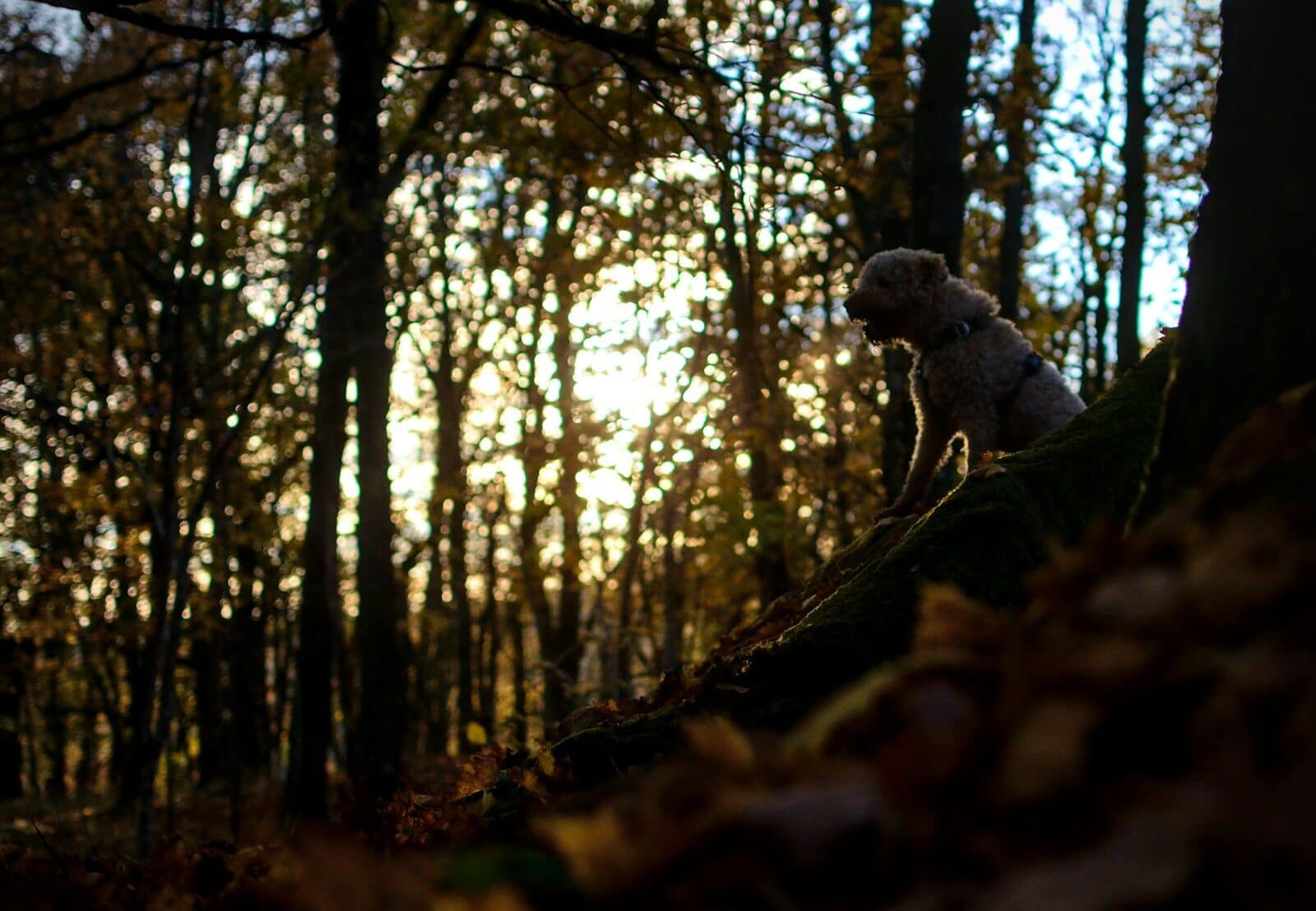 a dog sitting on a tree branch