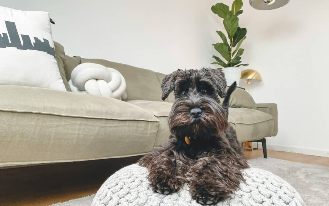 Dogsitting 101: More Than Just Watching Pets