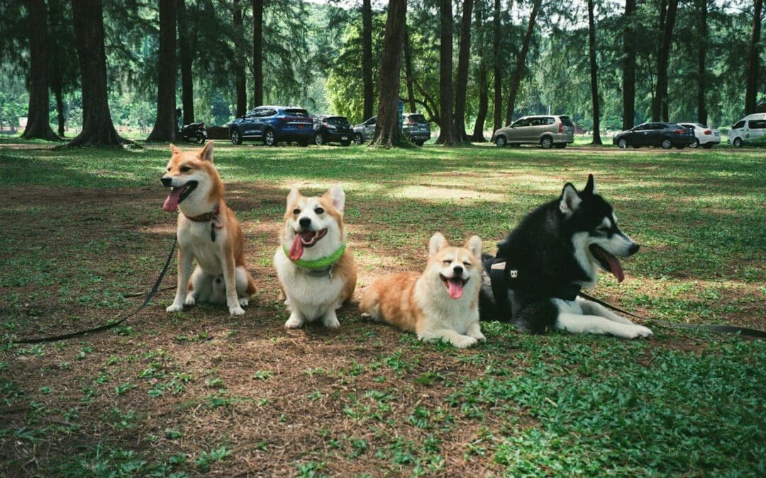 Discover the Magic of Doggy Day Care for Your Furry Friend