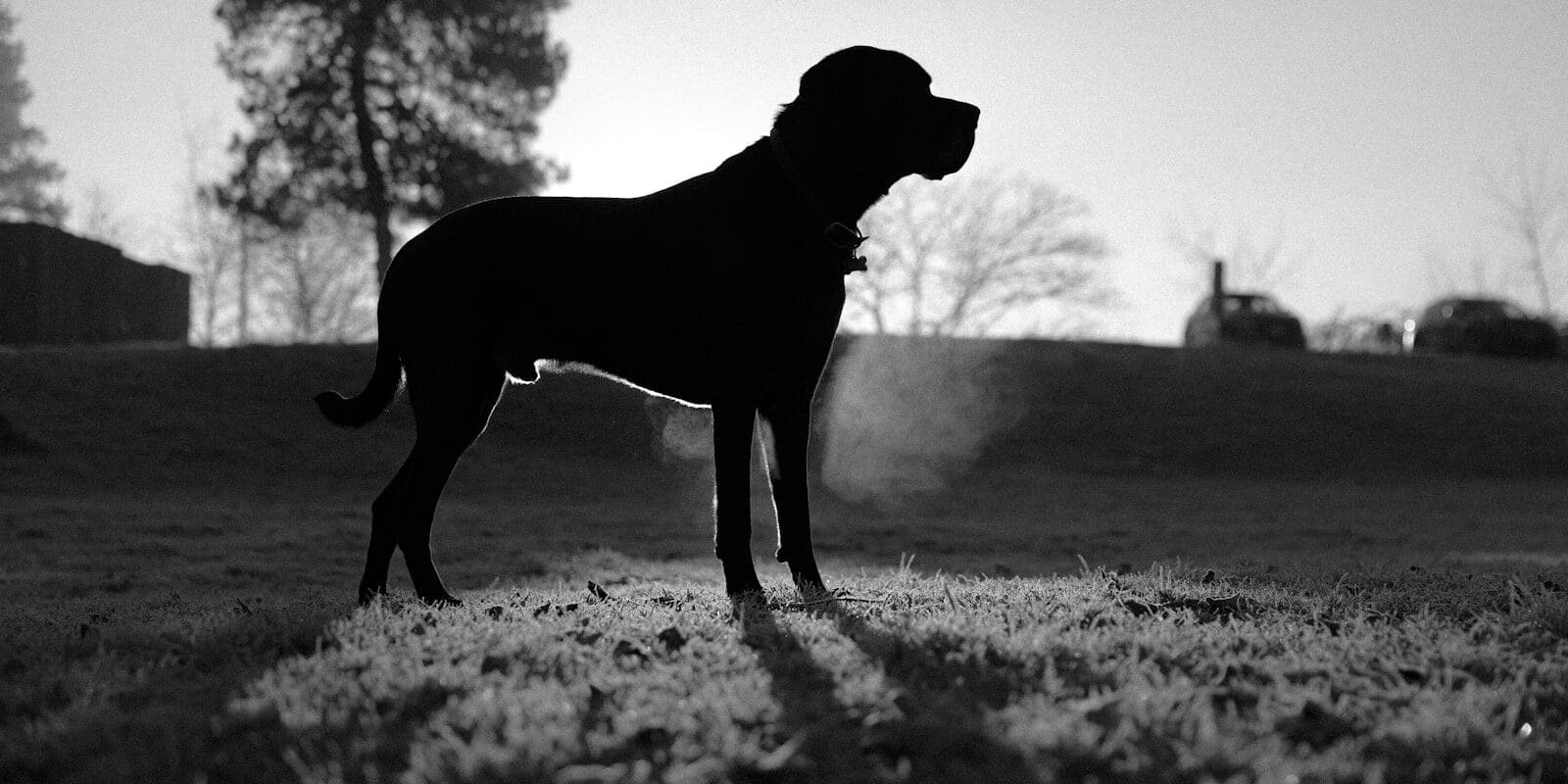 A dog silhouette stands in a field.