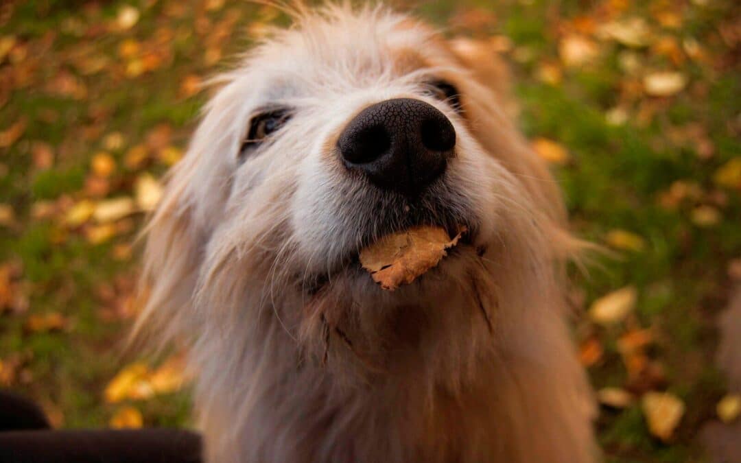 Potatoes for Paws | Can Dogs Eat Potatoes?