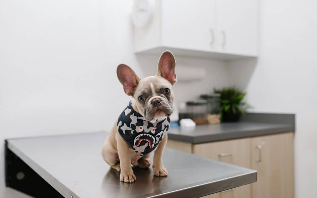 The Itchy Truth About Ringworm in Dogs and How to Treat It