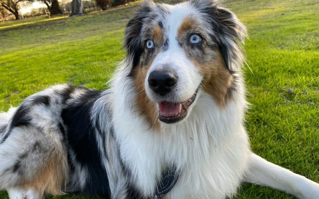 Why Does My Dog Eat Poop? Understanding and Stopping Coprophagia