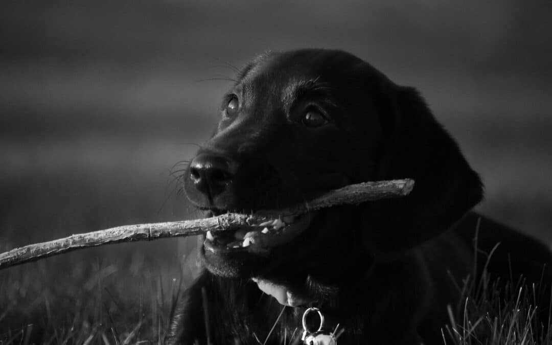 How to Socialize a Puppy for a Lifetime of Happiness