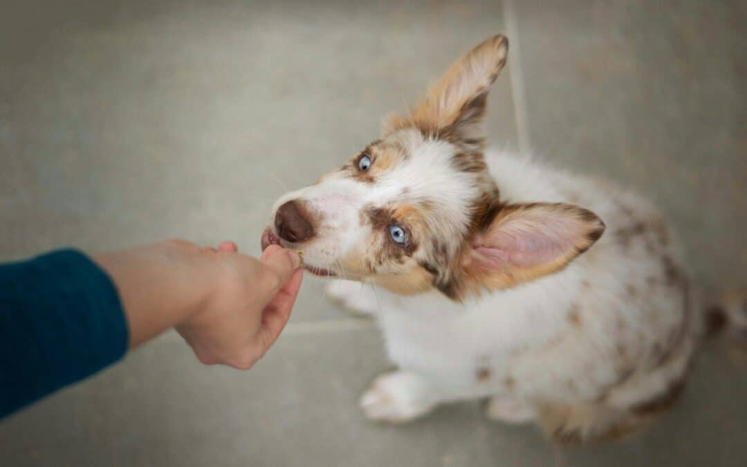 Let’s Chill With These Frozen Dog Treat Recipes