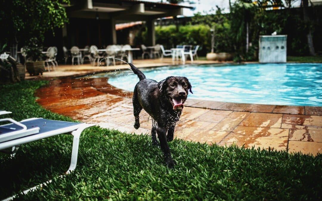 Pampered Pooches and Happy Cats The Ultimate Guide to Choosing the Perfect Dog Hotel