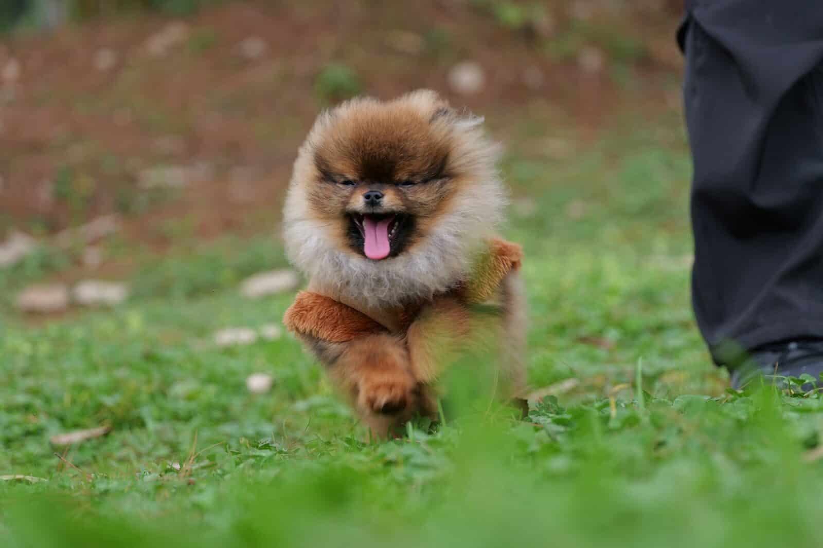 A fluffy pomeranian puppy runs in the grass