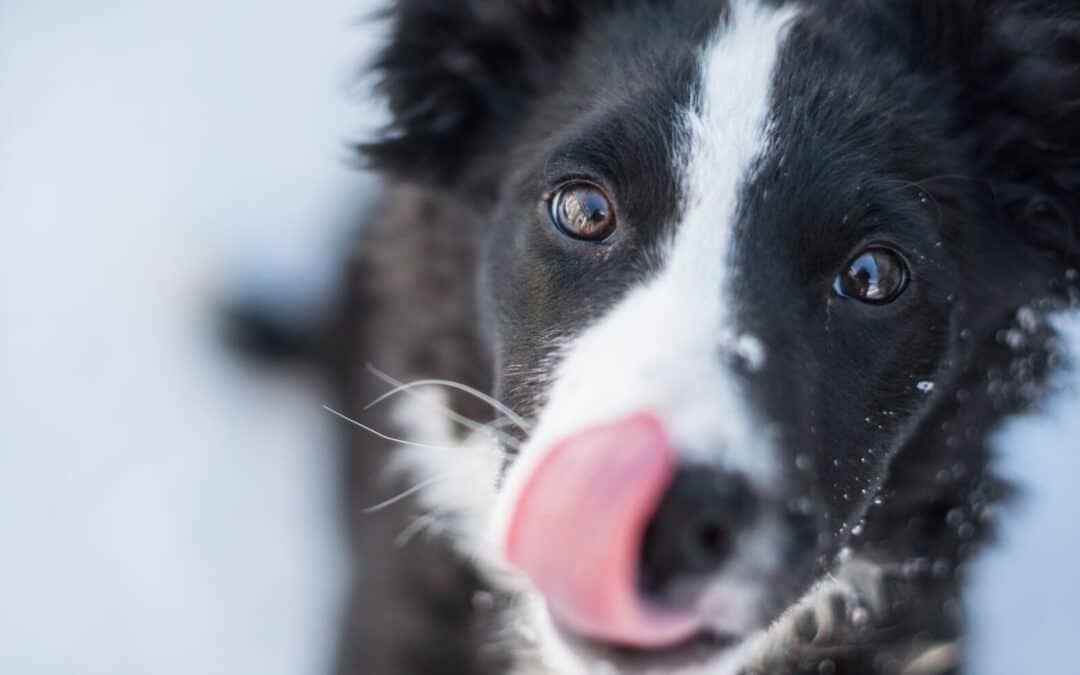 Why Does My Dog Lick Me So Much? Understanding Your Pup’s Behavior