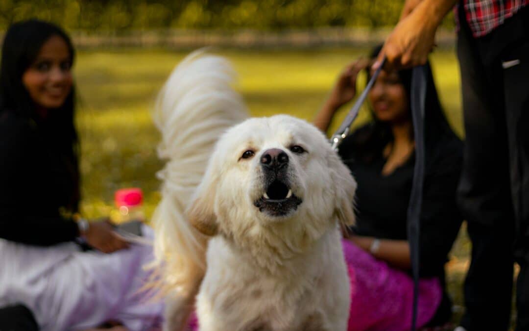 Ther Best Dog Boarding in Arlington Virginia Ensuring a Tail-Wagging Experience