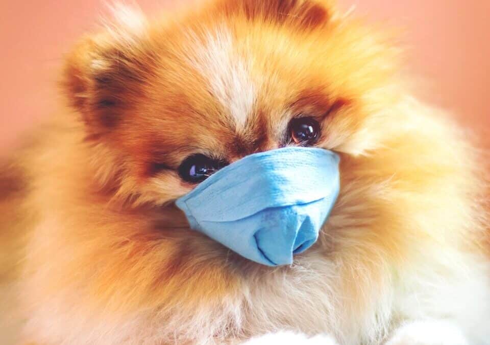 The Importance of Preventing Kennel Cough in Dogs